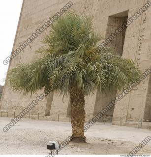 Photo Reference of Palm Tree0004
